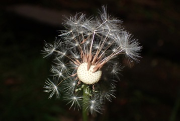 P2053541a.jpg